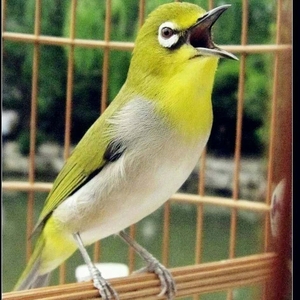 【灰腹绣眼鸟】灰腹绣眼鸟品牌,价格 - 阿里巴巴