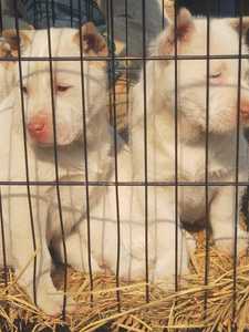 贵州纯种 下司犬 猎犬 虎头大体 短毛 中毛 长毛 活体包邮