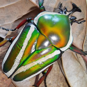 【伊卡洛斯之翼—白条花金龟】色系众多香气四溢桌面宠物容易饲养