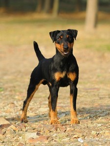德国猎梗幼犬