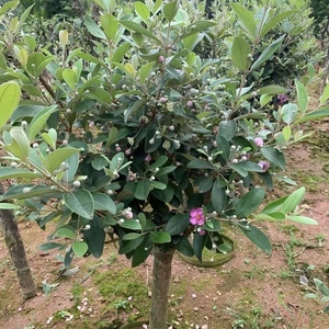 808人付款淘宝桃金娘树苗捻子果苗山菍子树地稔子大苗