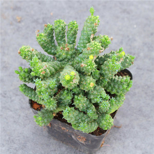 九头龙多肉植物-淘宝拼多多热销九头龙多肉植物货源拿