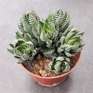 【十二卷多肉硬叶】十二卷多肉硬叶品牌,价格 - 阿里巴巴