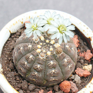 实生拉根仙人球 不扎手开花办公室桌面小盆栽 稀缺花卉植物裸鄂球