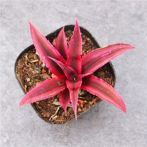 火凤凰凤梨 创意多肉植物好养小盆栽 室内防辐射花卉肉肉可爱绿植