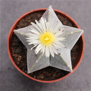 大颗实生五角白沙鸾凤玉 开花多肉植物小盆栽 新手好养花卉萌肉肉