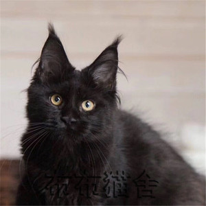 纯种缅因猫活体纯黑烟灰色巨型宠物猫缅因库恩猫红虎斑大体型猫咪