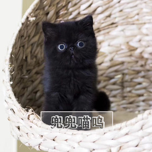 纯黑加菲猫活体异国短毛猫家养宠物猫幼猫活体黑色加菲猫活体