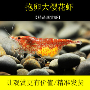 樱花虾观赏除藻工具宠物种虾亚成年樱桃抱卵虾抱蛋活体草缸小型虾