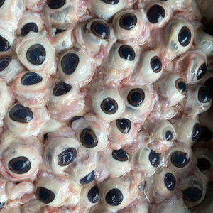 新鲜猪眼睛2斤约40个左右当天现杀现割猪眼猪眼珠子烧烤食材专用