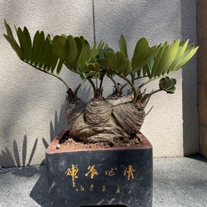 补差价 差多少 拍多少个(铁树盆景盆栽双子铁墨西哥铁}