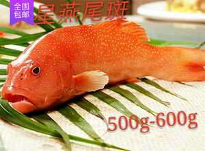 东星斑鱼活