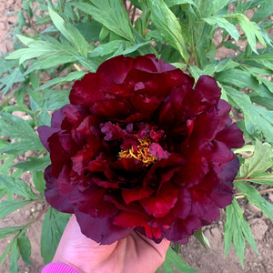 黑色牡丹花苗黑豹黑夫人黑妞花苗盆栽绿植花卉室内黑牡丹花庭院阳