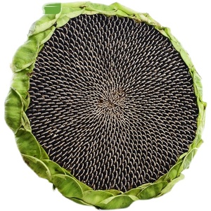 【新鲜葵花籽带盘】新鲜葵花籽带盘品牌,价格 - 阿里巴巴