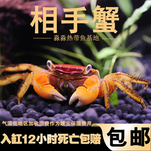 红螯相手蟹观赏水陆缸陆生居红手螳臂相守蟹宠物活体办公桌小螃蟹