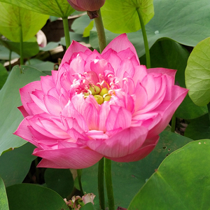 红灯笼小型碗莲莲藕种根苗荷花苗盆栽水养莲花家庭水培四季种藕