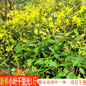 新鲜小种千里光茎叶一体九岭光黄花母九里明250g现割现发