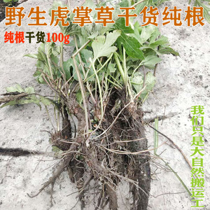 干货虎掌草纯根100g 贵州高海拔正宗野生见风青 草玉梅 汗虎掌