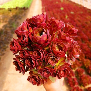 万圣节法师手捧花红心老桩群生沙拉碗多肉法师一物一拍绿植特价