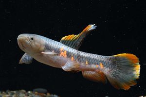 七彩牙鱼橙腹卡宴巨牙苏里南黑线老虎枯木牙鱼塔河巨牙 奶茶雷龙