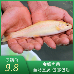 金鳟鱼虹鳟鱼苗活体淡水养殖冷水观赏食用稀有鱼三文鱼苗包邮包活