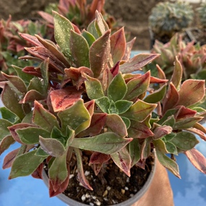 众赞曲红叶法师老桩手捧花红法师一物一拍多肉多头群植物盆栽花卉