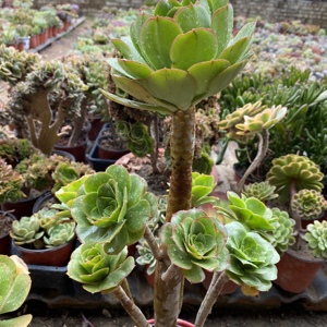 君美丽大叶玫瑰大型法师绿玫瑰老桩一物一拍君美丽艳姿办公室盆栽