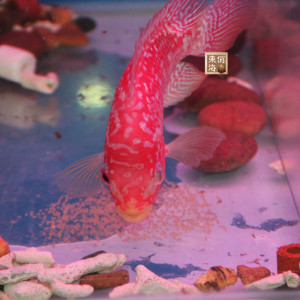 泰国精品 罗汉鱼罗汉鱼母鱼罗汉鱼亚成艳红精品火凤凰