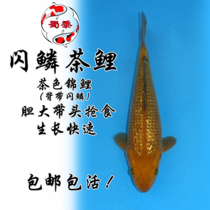 茶鲤锦鲤