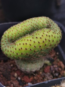 黄金士童仙人球