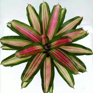 积水凤梨进口大型积水室内进化空气生态雨林缸造景沉木造景