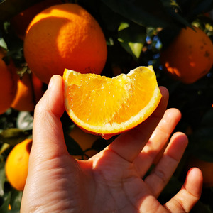 山栗爸爸 新鲜橙子 广西德保脐橙 现摘现发 甘甜多汁 10斤包邮