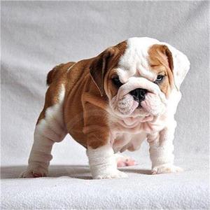 英国斗牛犬宠物狗