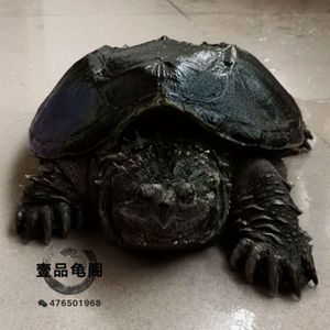 佛鳄龟纯佛极品