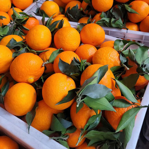 丹棱桔橙橘橙