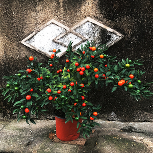 冬珊瑚盆栽植物