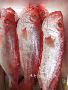 博贺港野生鲜活海鱼大眼睛鱼红目鱼大眼红鱼鲷鱼红目深海鱼