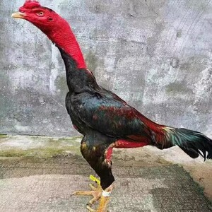 精品泰国斗鸡成年种鸡活体纯种中原斗鸡越南鬼子青年活苗小鸡幼崽