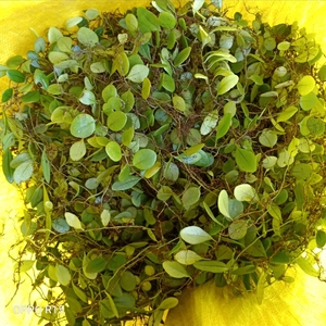 新鲜抱石莲 鱼鳖草 瓜子莲 石瓜子圆叶500克 10斤起包邮