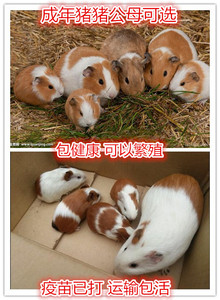 成年荷兰猪大豚鼠短顺天竺鼠活体公母都有可繁殖可以下崽健康好养