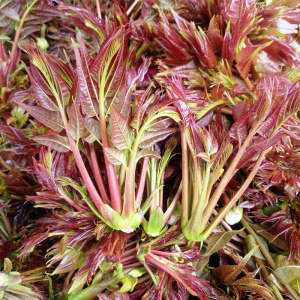 湖南农家野生头茬红香椿芽嫩春芽苗菜现摘现发时令蔬菜食用农产品