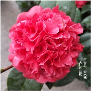 克瑞墨大牡丹山茶花浓香巨型红花盆栽室内阳台名贵花卉茶花盆栽肯