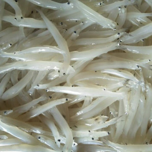 0019人付款淘宝新鲜淡水小银鱼 独立小包装可选 无刺