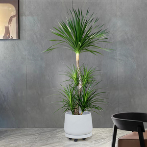 黑珍珠盆栽龙血树客厅落地大型室内绿植物(基地直播 一物一拍)