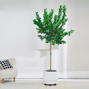 香水柠檬树盆栽大型绿植客厅室内阳台植物(基地直播 一物一拍)