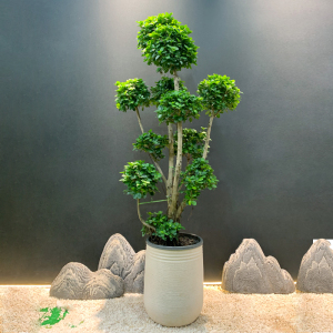 金钱榕盆栽绿植花卉大8字老桩造型s弯摇钱树植物小叶人参榕树盆景250