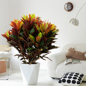 七彩变叶木盆栽绿植室内客厅大型植物办公室吸甲醛千年黄金变色木