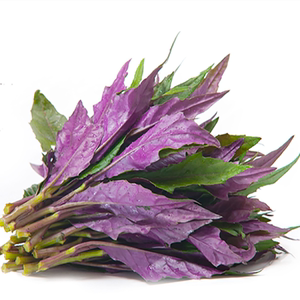 补血紫背菜 天葵蔬菜种子 观音菜血皮菜种子 野生补血菜保健蔬菜