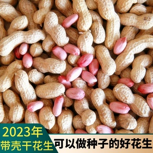 2023年新鲜带壳生花生晒干高产早熟花生种籽人工手剥粉红皮花生米