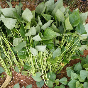 临安小香薯种苗